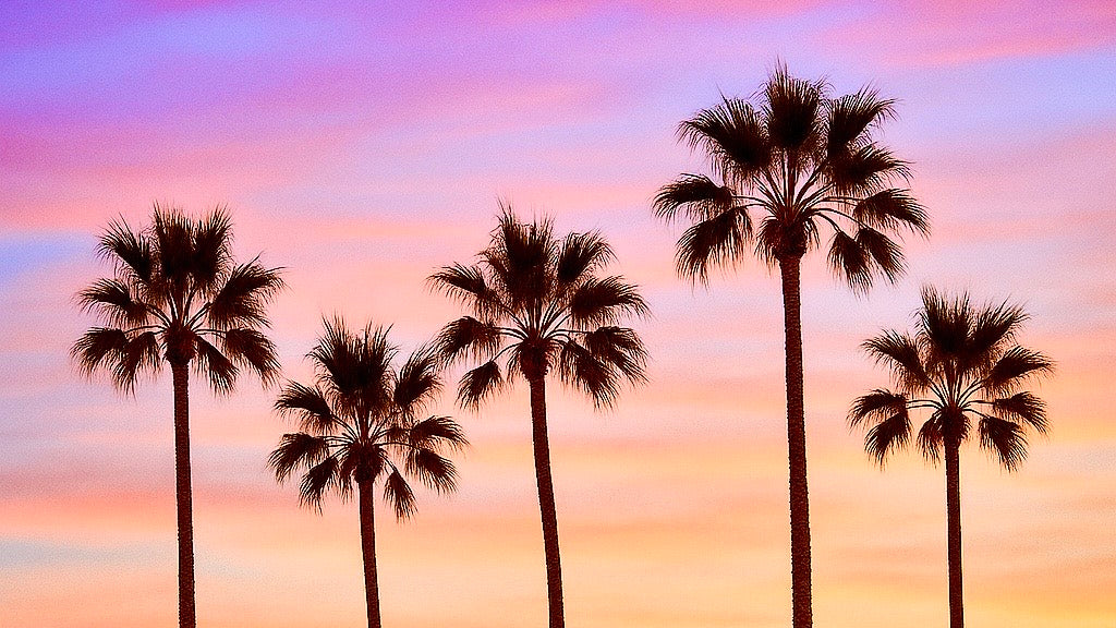 Palm trees beneath a pink and purple sunset